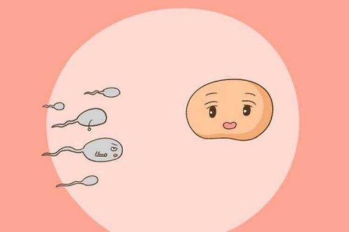 10個人做試管嬰兒幾個能成功？如何做能提高試管成功率？